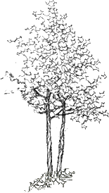 a Tree